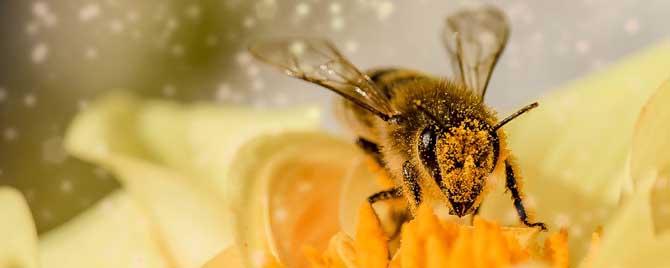 蜂毒进入人体的影响有哪些（蜂毒留在体内有危害吗）