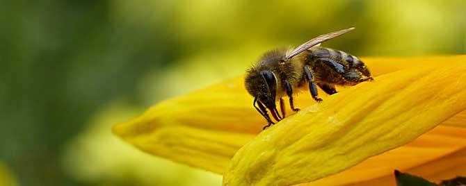 蜂毒疗法是骗局吗 蜂毒治疗有副作用吗