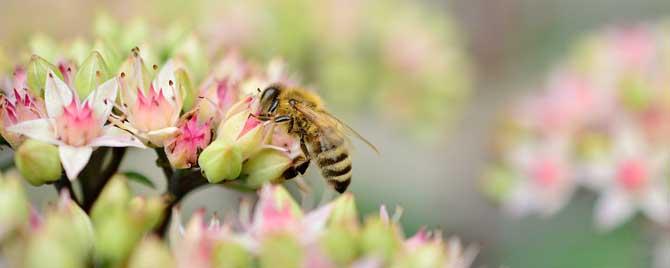 蜂毒属于什么毒素 蜂毒是什么类型的毒
