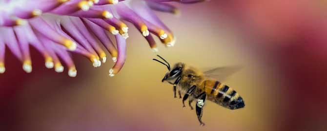 蜂疗能治痛风吗 蜂疗对痛风有效果吗