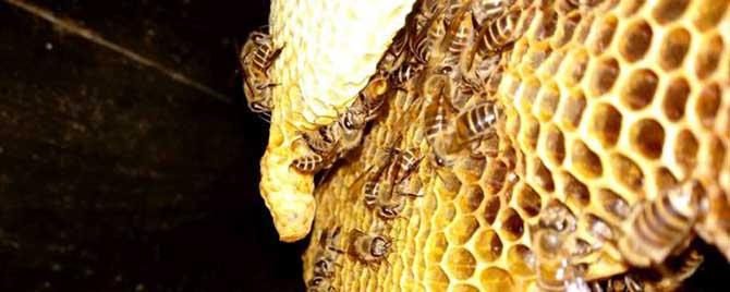 维持大群的中蜂品种有哪些（能带大群的中蜂品种）