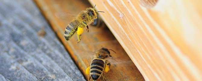 新手如何养蜜蜂（新手如何养蜜蜂视频）