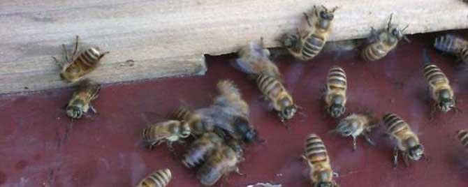 怎样不开蜂箱给中蜂喂糖水 蜂箱放糖有密蜂进去
