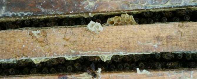 养中蜂最先进的蜂箱是什么 中蜂标箱养中蜂的优缺点