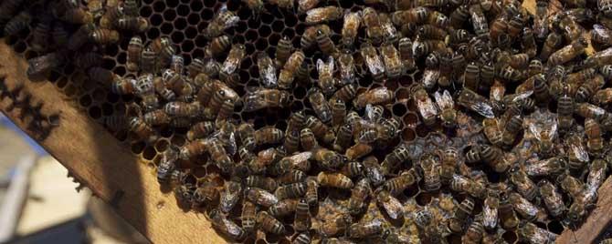 意蜂不断子怎么治蜂螨 蜜蜂断子治螨