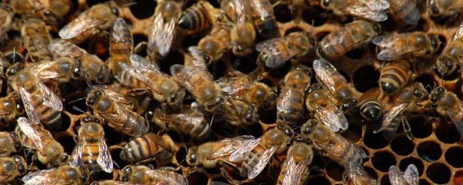 意蜂春季养殖技术要点有哪些（意蜂的养殖技术）