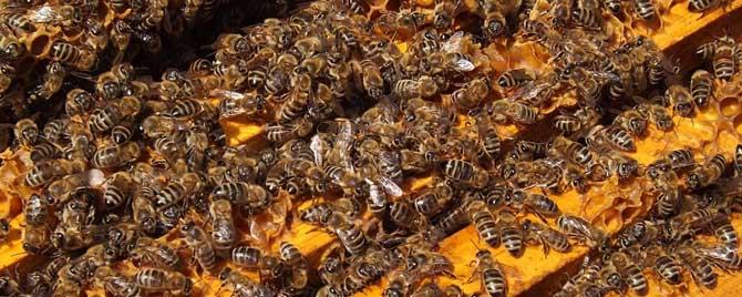 意蜂秋季养殖技术要点有哪些（意蜂的养殖技术）