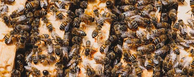 意蜂冬季养殖技术要点有哪些（意蜂一年四季养殖技术）