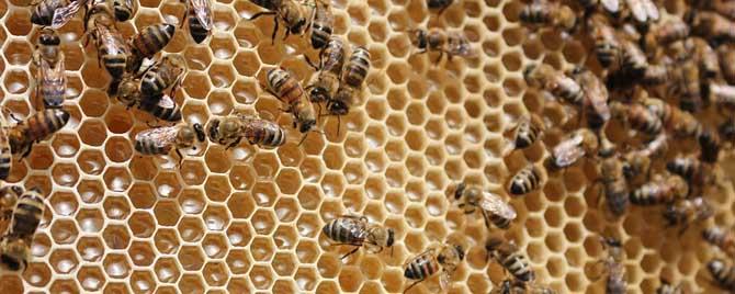 意蜂怎么治螨效果好 意蜂治螨用什么药