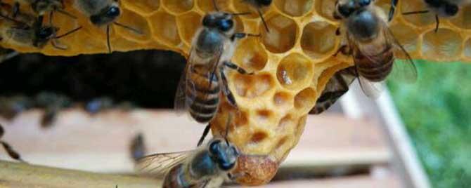 蜜蜂起王台不想分蜂怎么办（蜜蜂刚起王台可以分蜂了吗）