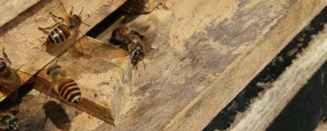 人工分蜂后怎样管理蜂群 人工分蜂怎样减少回蜂