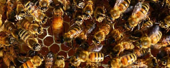 冬天合并蜂群怎样最安全 蜜蜂如何合群过冬