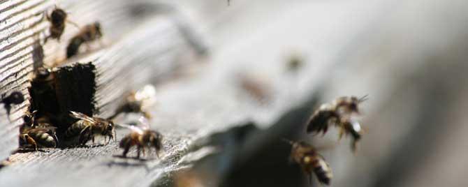 蜂群合并最佳时间是什么时候 蜜蜂合群最佳时间