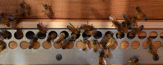 蜂群合并最好方法是什么 冬季怎样合并蜂群
