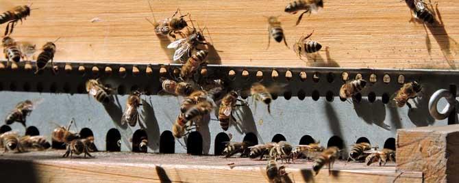蜂群失王多久可以合并 失王蜂群如何与其它蜂群合并