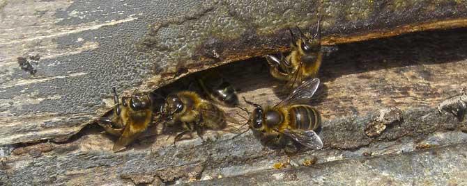 合并蜂群后可以有两只蜂王吗 合并中蜂群把两个蜂王合并在一起了怎么办