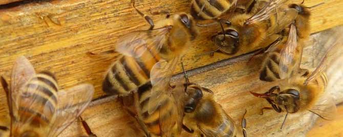 合并蜂群第二天蜜蜂会怎样 合并蜂群后可以有两蜂王?
