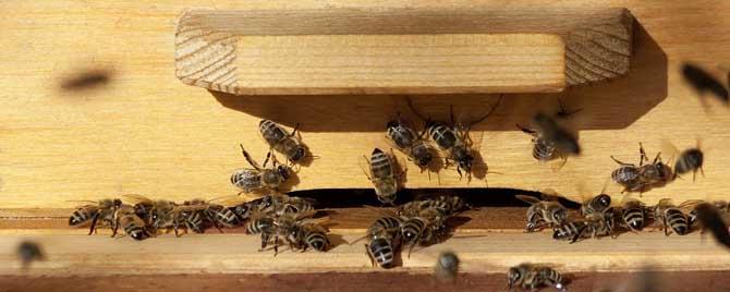 合并蜂群围王怎么办 合并蜂群有两只蜂王怎么办
