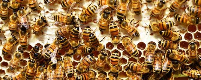 合群蜂群几天恢复正常 合并蜂群多久可以稳定下来