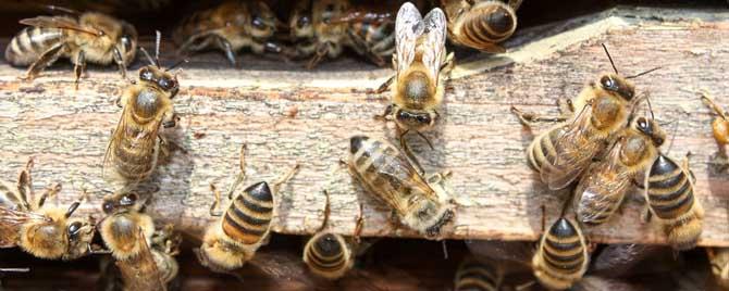 两个蜂群都有王可以合并吗 蜜蜂合并群两个王怎么办