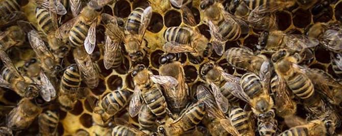 怎样合并蜂群快速有效 蜜蜂群合并有效方法大全