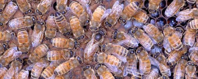 刚买的蜂群怎么介王 工产蜂群怎么介王