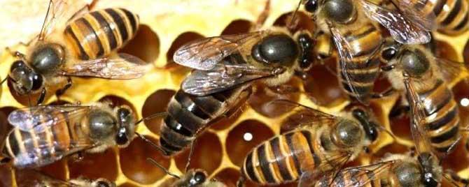 网上买的蜂王怎么介入蜂群 网上购买蜂王如何介入蜂群