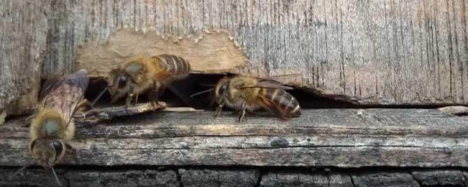 什么香精最吸引蜜蜂 什么香味最吸引蜜蜂