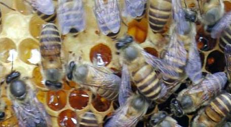 长期失王的蜂群应如何处理 蜂群失王多久会急造王台