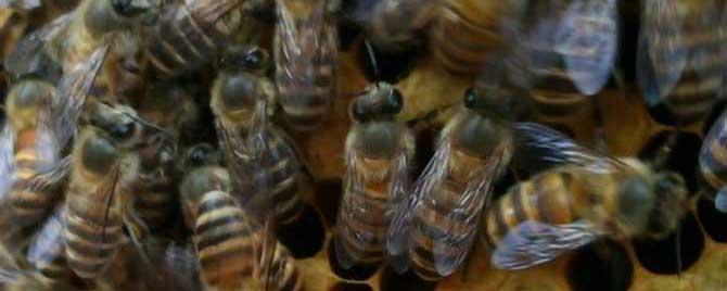 蜜蜂春繁多长时间喂一次 蜜蜂春繁要喂多久