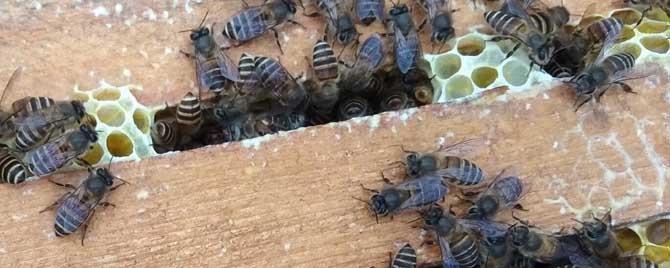 蜂太少如何快速繁殖 如何快速繁殖中蜂