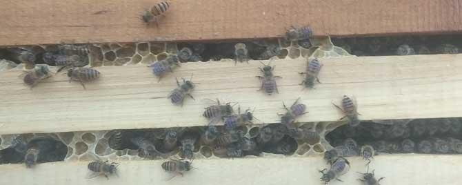 蜜蜂春繁起雄蜂怎么办（蜜蜂起雄蜂是什么情况）