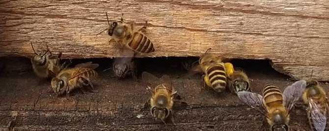 蜜蜂春繁管理技术有哪些 蜜蜂怎样才能快速春繁