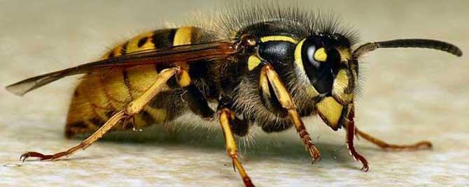 牛角蜂会不会报复 牛角蜂怕什么