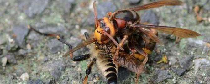 一只牛角蜂蛰了会不会死人（牛角蜂为什么蜇人）