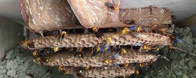 地雷蜂有蜂蜜吗 蜜蜂的作用