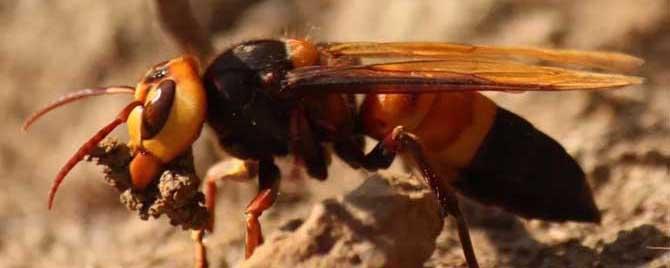 东北地雷蜂子是什么蜂 大地雷蜂子是长什么样的