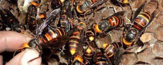 地雷蜂和虎头蜂有什么区别（地雷蜂和马蜂的区别）