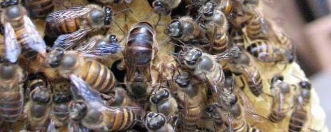 阿坝蜜蜂属于什么蜂（阿坝蜂王是属于什么蜂）