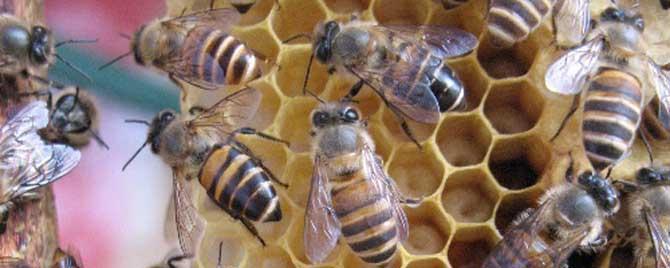 阿坝蜂和土蜂有什么区别 阿坝中蜂与土蜂的区别