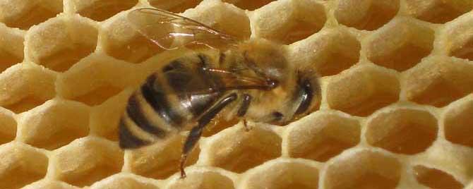 大蜂螨的特效药有哪些（小蜂螨用什么药最有效）