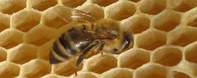 治蜂螨不伤蜂的方法有哪些（预防蜂螨用什么方法）
