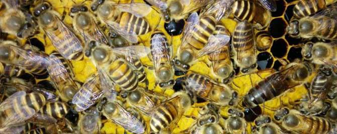 中华蜜蜂有哪常见病虫害（中华蜜蜂巢虫防治）
