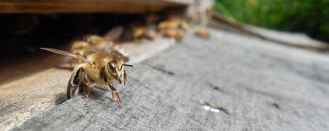 蜜蜂病虫害预防与治疗有哪些（蜜蜂疾病与虫害预防治疗）