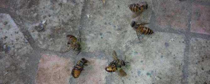 蜜蜂爬蜂病有啥特效药 蜜蜂爬蜂病有啥特效药复方生菌饮