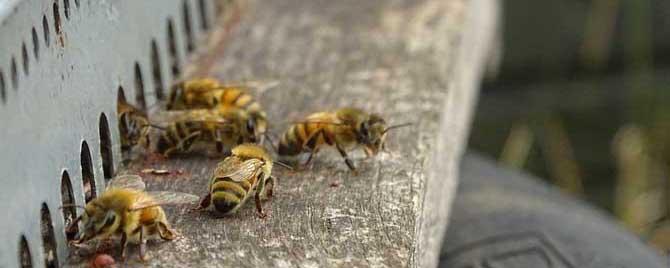 蜜蜂爬蜂病用盐治有效吗（蜜蜂怕盐吗?）