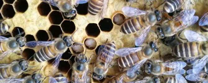 中蜂爬蜂病怎么回事 中蜂得了爬蜂病怎样治