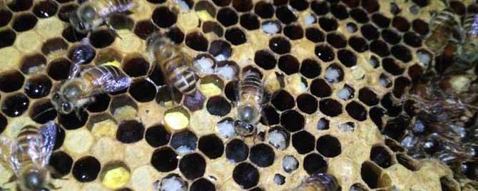中蜂烂子病的特效药有哪些 中蜂烂子病用什么中草药