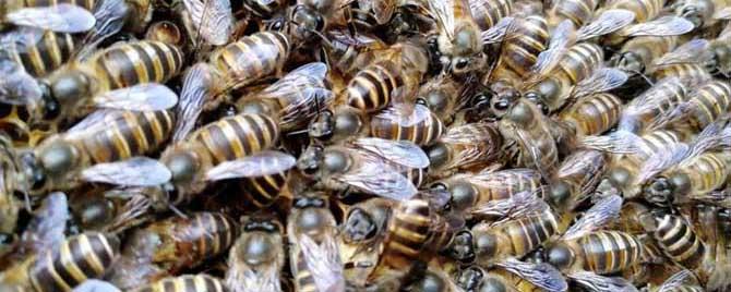 中蜂把幼虫拖出箱外是什么病 中蜂往外搬幼虫是怎么回事