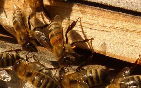 蜜蜂大肚病 蜜蜂大肚病的防治方法